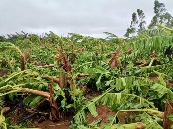 锦鲤配资 台风“麦德姆”正面登陆  粤西打响农业复产攻坚战